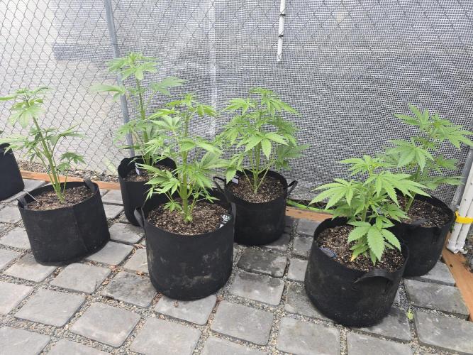 Greenhouse Autos. Week 3