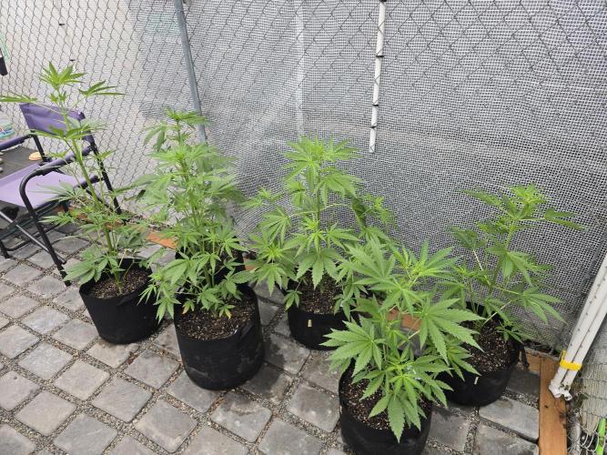Greenhouse Autos. Week 4