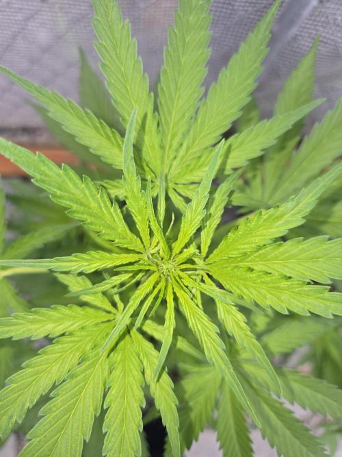 Greenhouse Autos. Week 4