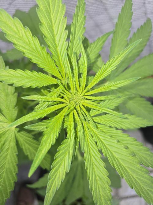 Greenhouse Autos. Week 4