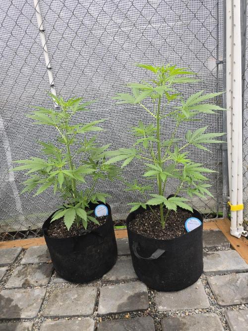 Greenhouse Autos. Week 4