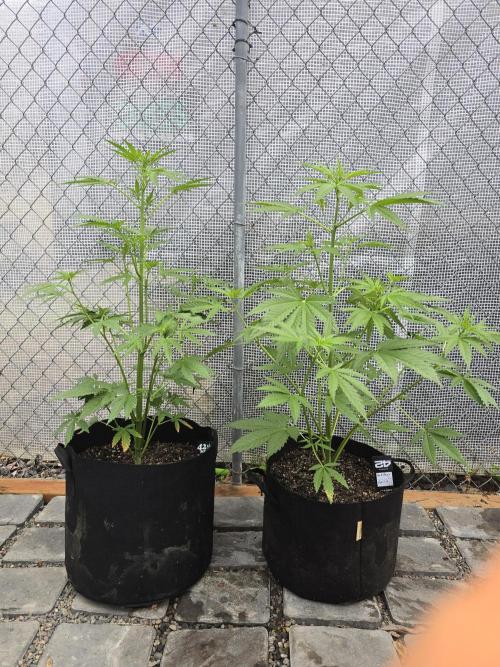 Greenhouse Autos. Week 4