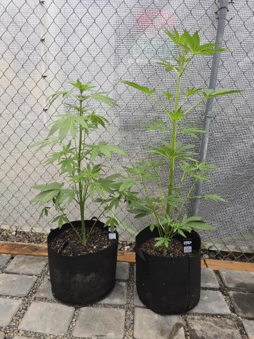 Greenhouse Autos. Week 4