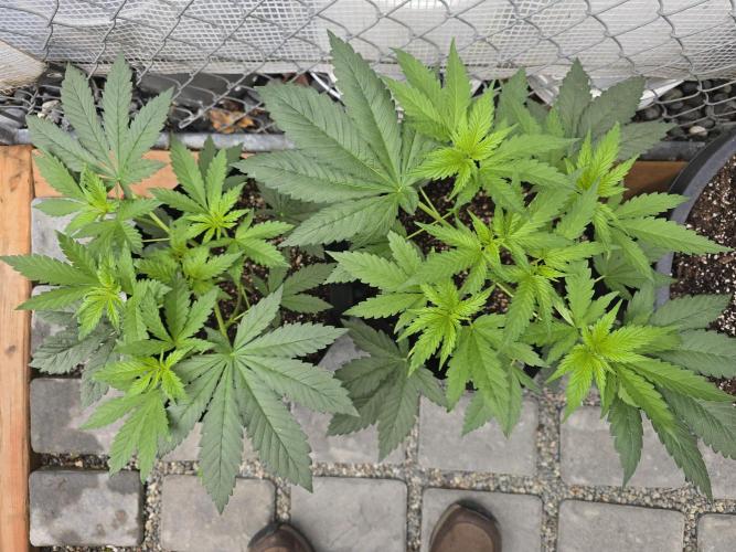 Black Sugar 2.0 I/O. Week 4