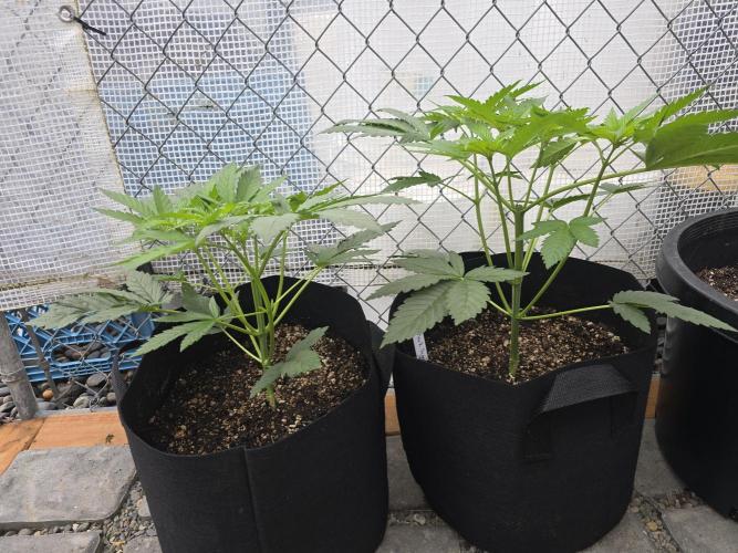 Black Sugar 2.0 I/O. Week 4