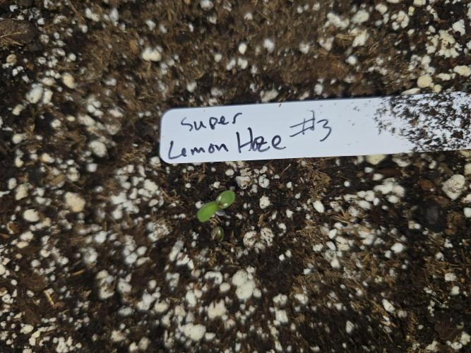 Super Lemon Haze Auto. Week 0