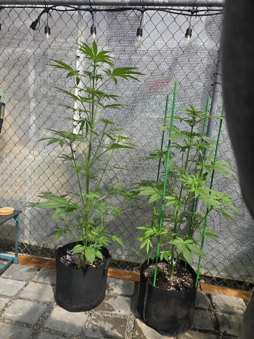 Greenhouse Autos. Week 5