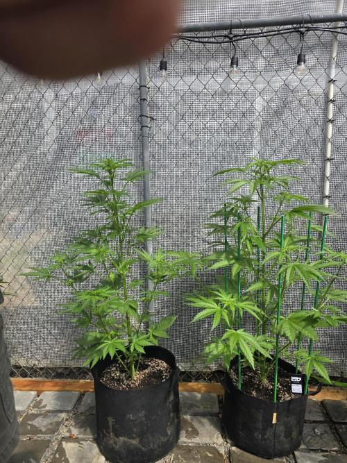 Greenhouse Autos. Week 5
