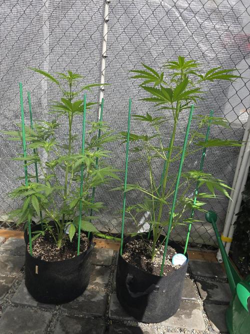 Greenhouse Autos. Week 5