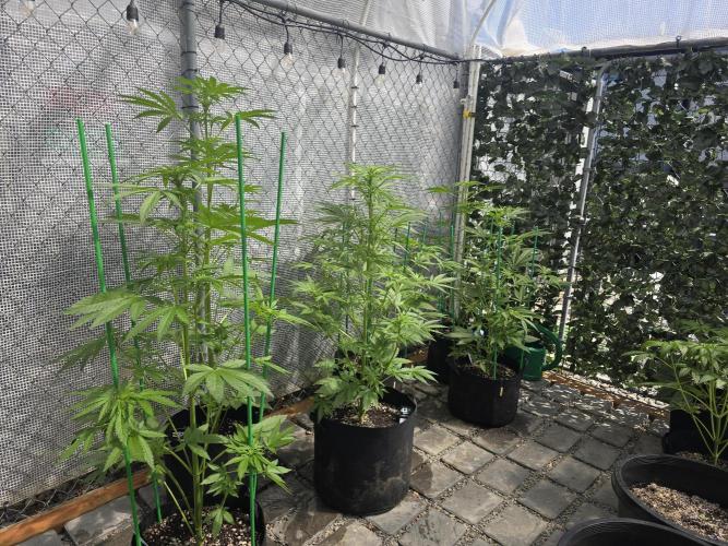 Greenhouse Autos. Week 5