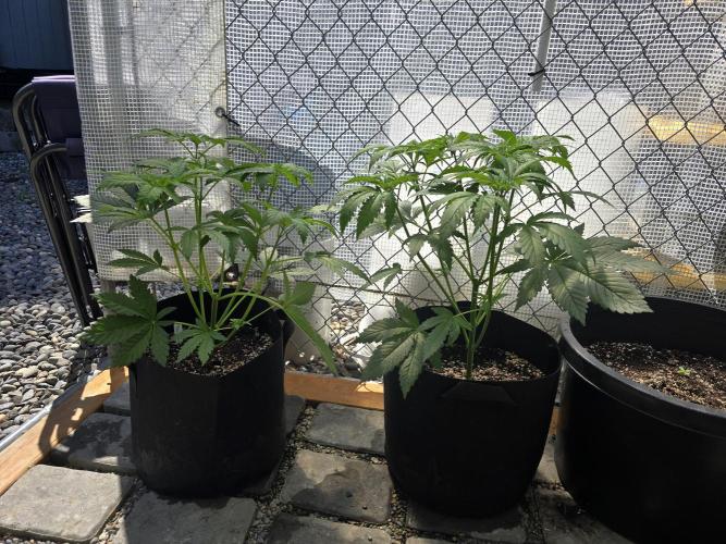 Black Sugar 2.0 I/O. Week 5
