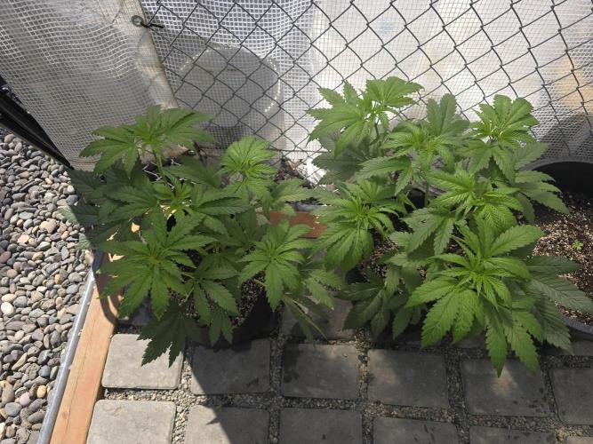 Black Sugar 2.0 I/O. Week 5