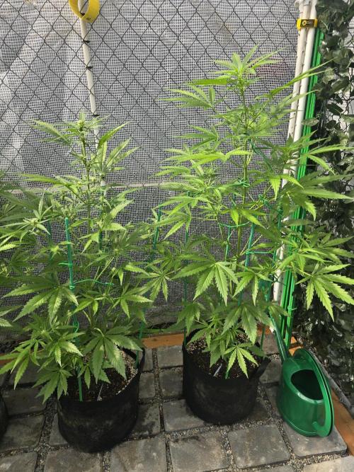 Greenhouse Autos. Week 6