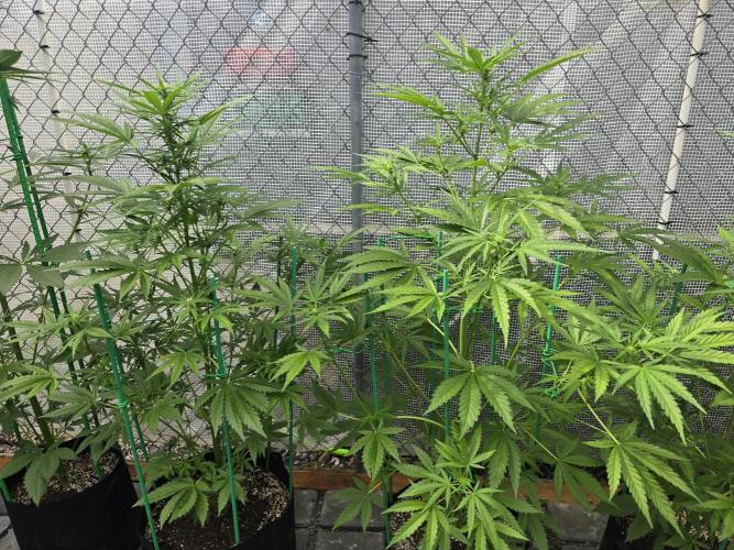 Greenhouse Autos. Week 6