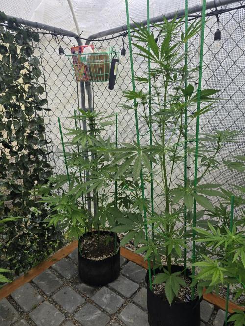 Greenhouse Autos. Week 6