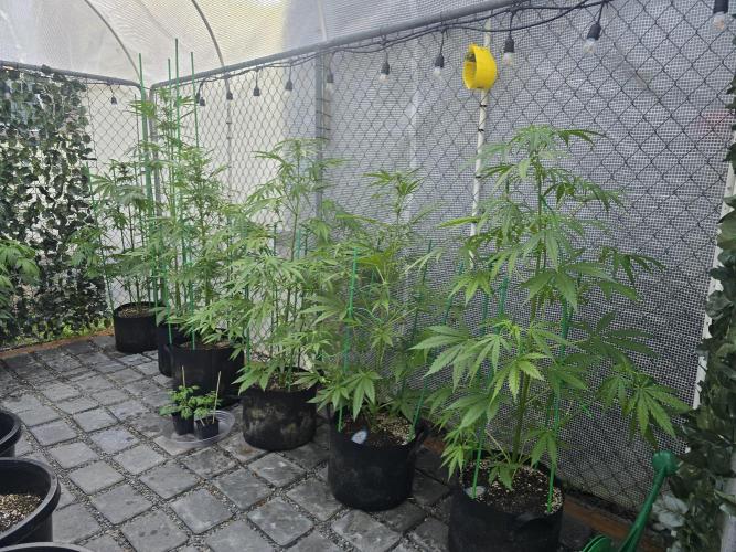Greenhouse Autos. Week 6