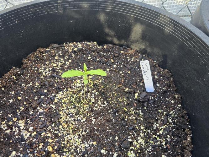 Super Lemon Haze Auto. Week 2