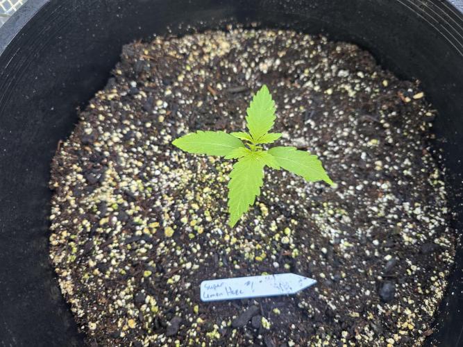 Super Lemon Haze Auto. Week 2