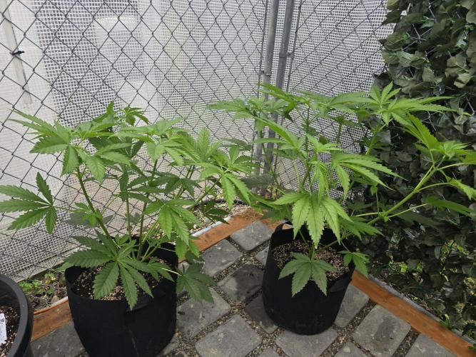 Black Sugar 2.0 I/O. Week 6