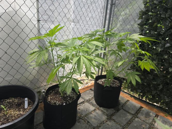 Black Sugar 2.0 I/O. Week 6