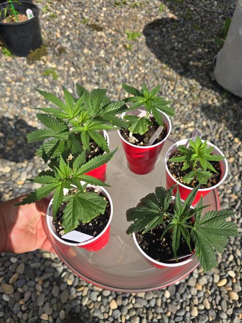 Black Sugar 2.0 I/O. Week 6