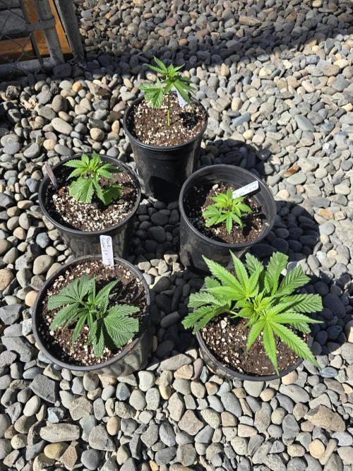 Black Sugar 2.0 I/O. Week 6