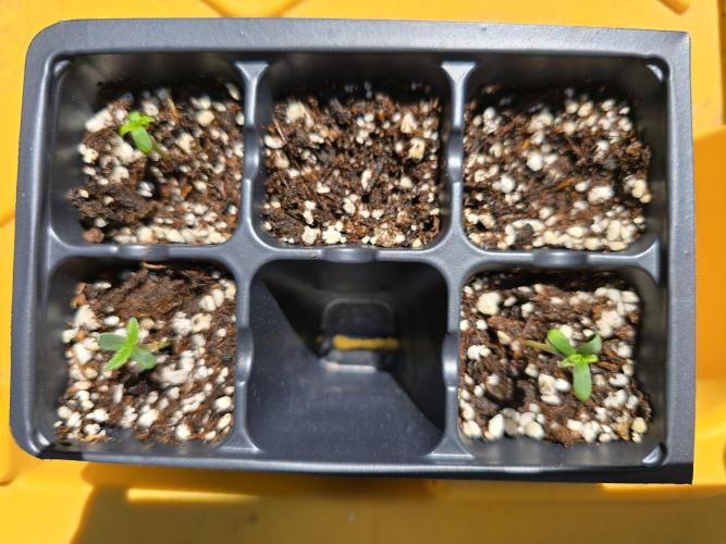 GSC Extreme I/O. Week 0