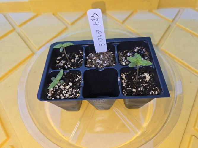 Girl Scout Cookies Extreme. Week 0