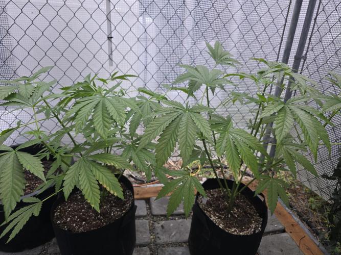Black Sugar 2.0 I/O. Week 7