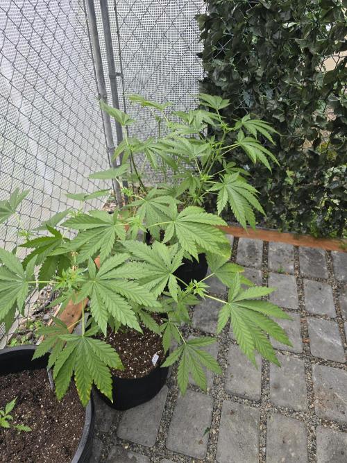 Black Sugar 2.0 I/O. Week 7