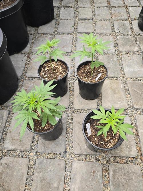 Black Sugar 2.0 I/O. Week 7