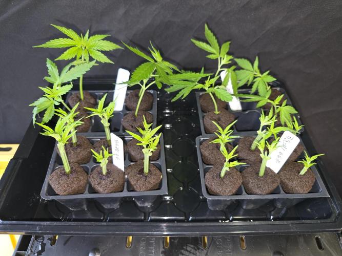 Black Sugar 2.0 I/O. Week 7