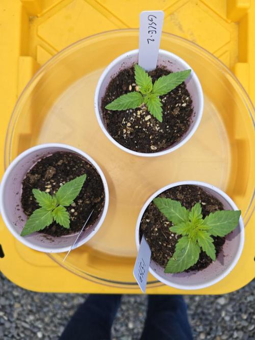 Girl Scout Cookies Extreme. Week 1