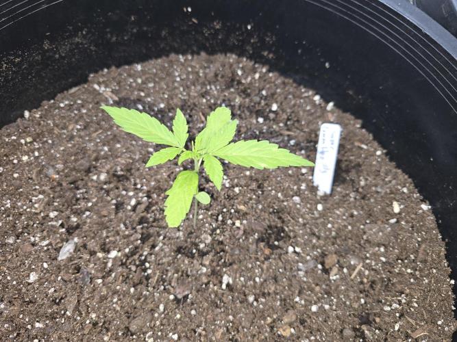 Super Lemon Haze Auto. Week 3