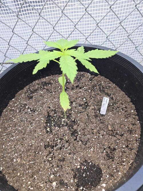 Super Lemon Haze Auto. Week 3
