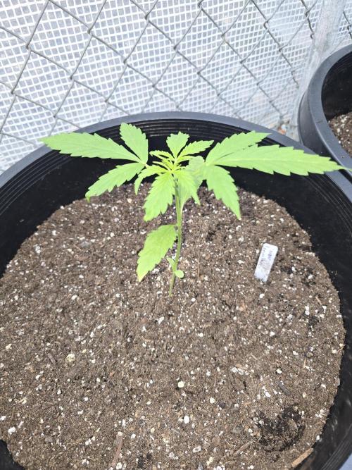 Super Lemon Haze Auto. Week 3