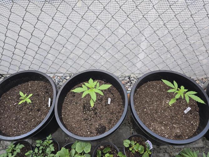 Super Lemon Haze Auto. Week 3