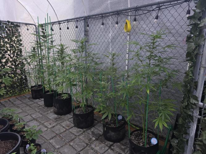 Greenhouse Autos. Week 7