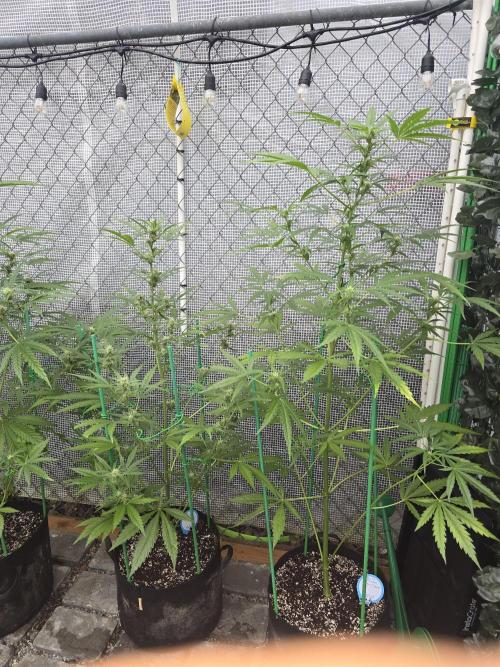 Greenhouse Autos. Week 7