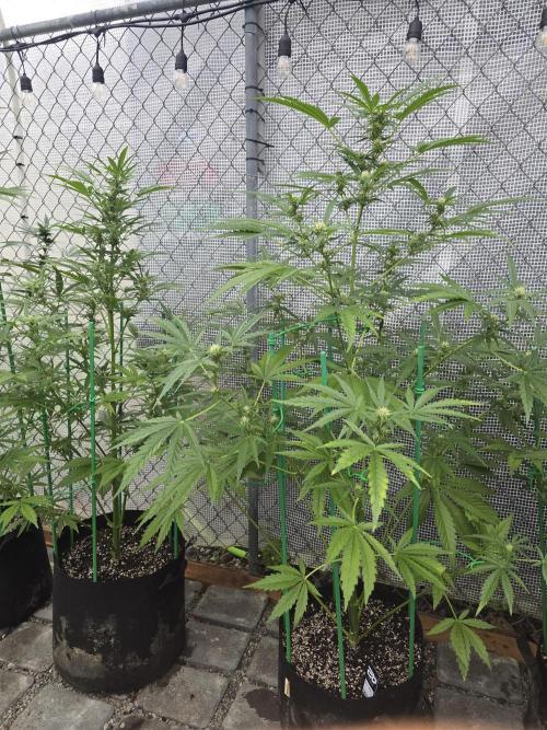 Greenhouse Autos. Week 7