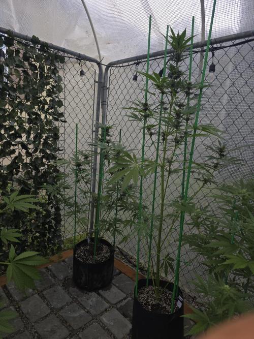 Greenhouse Autos. Week 7