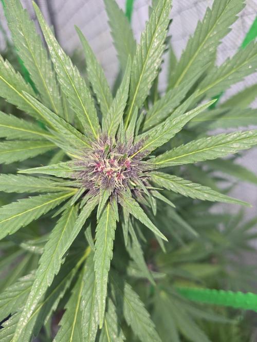Greenhouse Autos. Week 7