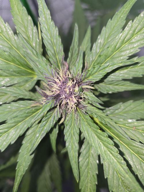 Greenhouse Autos. Week 7