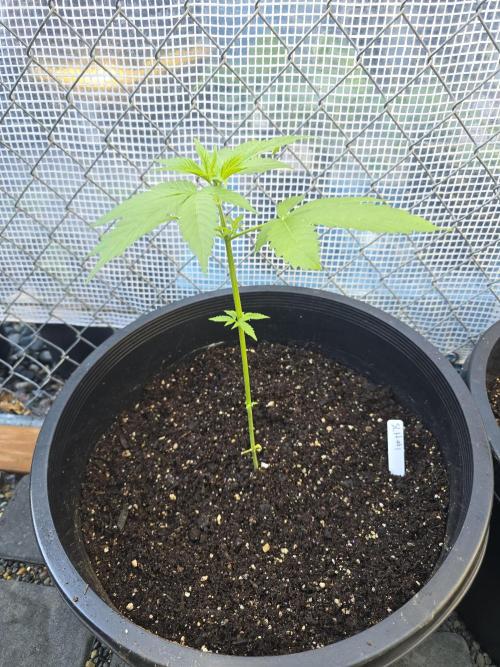 Super Lemon Haze Auto. Week 4