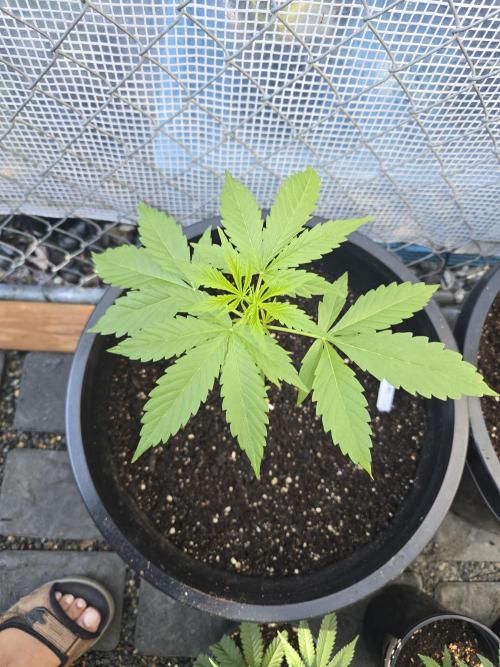 Super Lemon Haze Auto. Week 4
