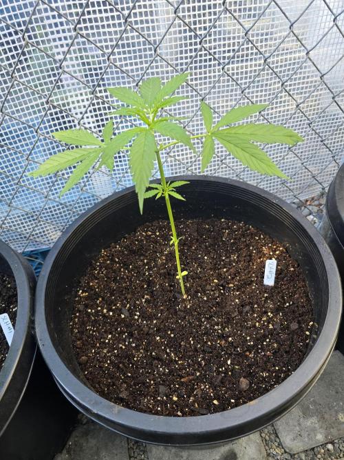 Super Lemon Haze Auto. Week 4