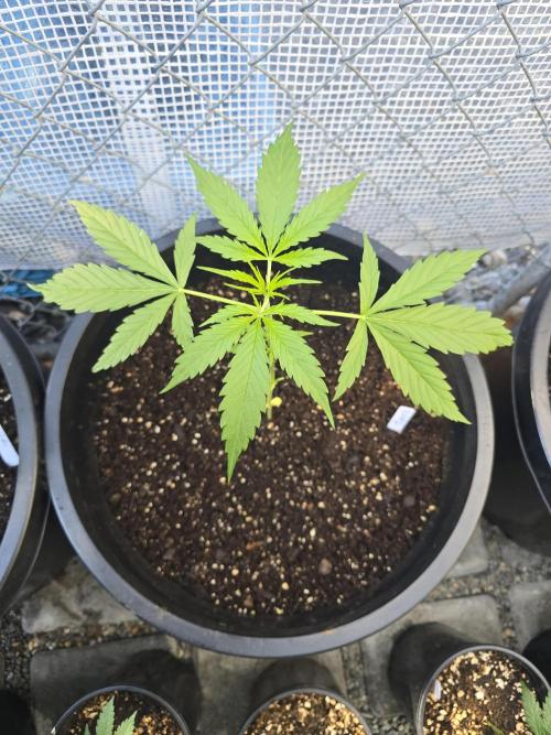 Super Lemon Haze Auto. Week 4
