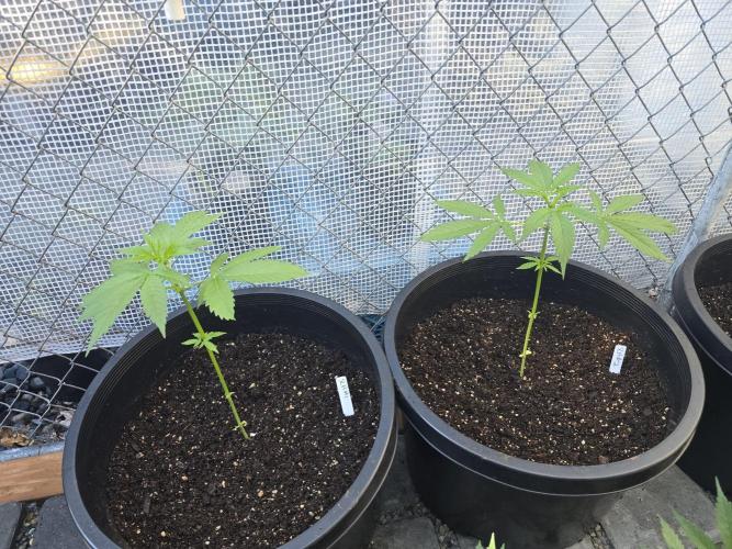 Super Lemon Haze . Week 4