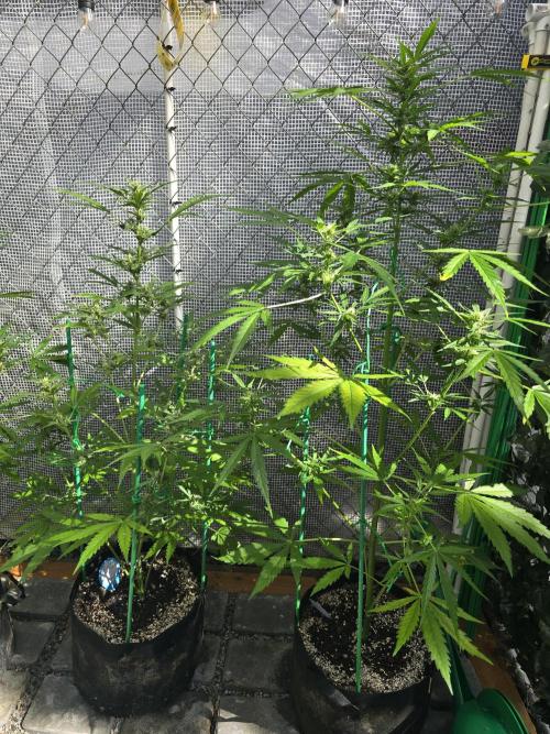 Greenhouse Autos. Week 8