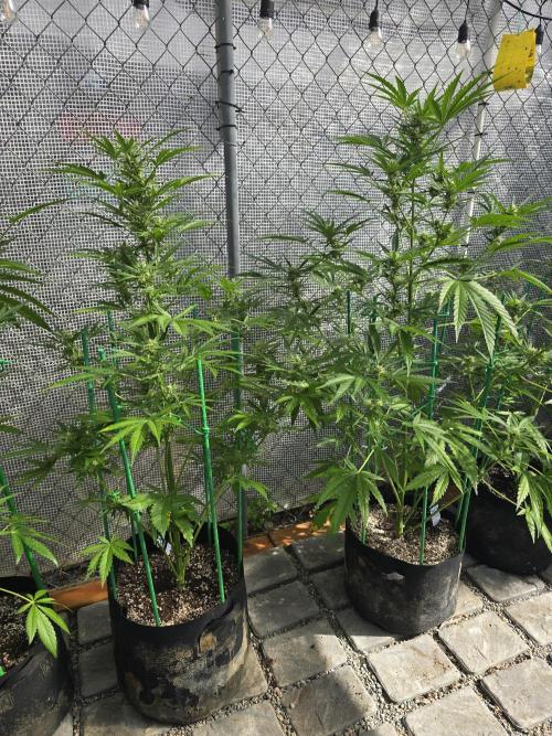 Greenhouse Autos. Week 8
